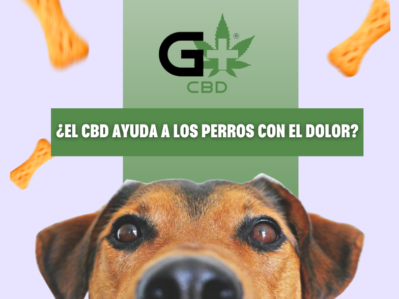 aceite-de-cbd-para-perros