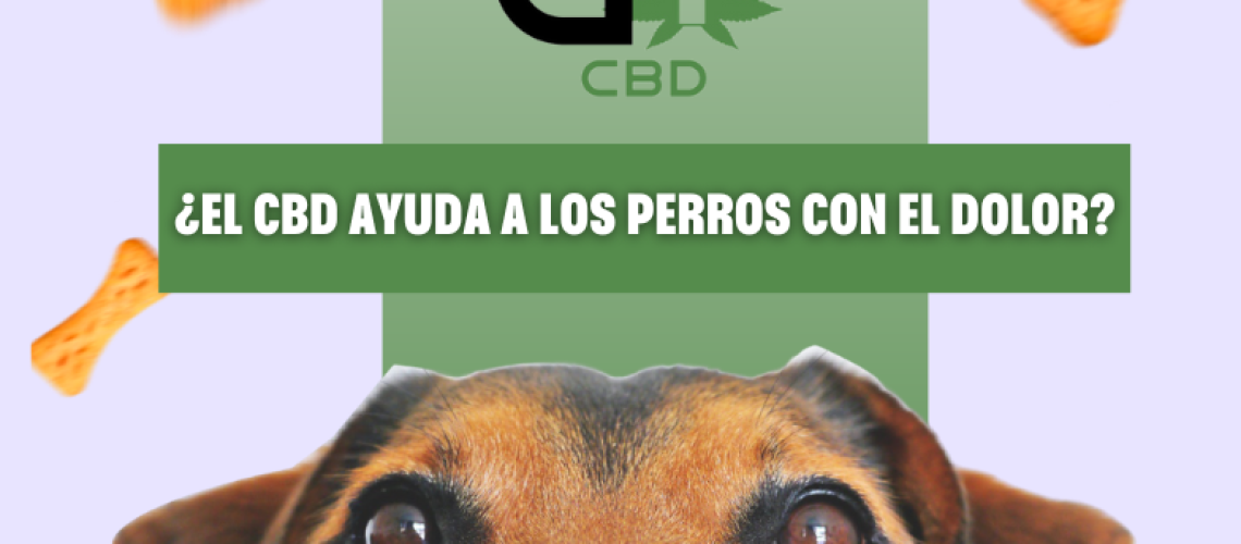 aceite-de-cbd-para-perros