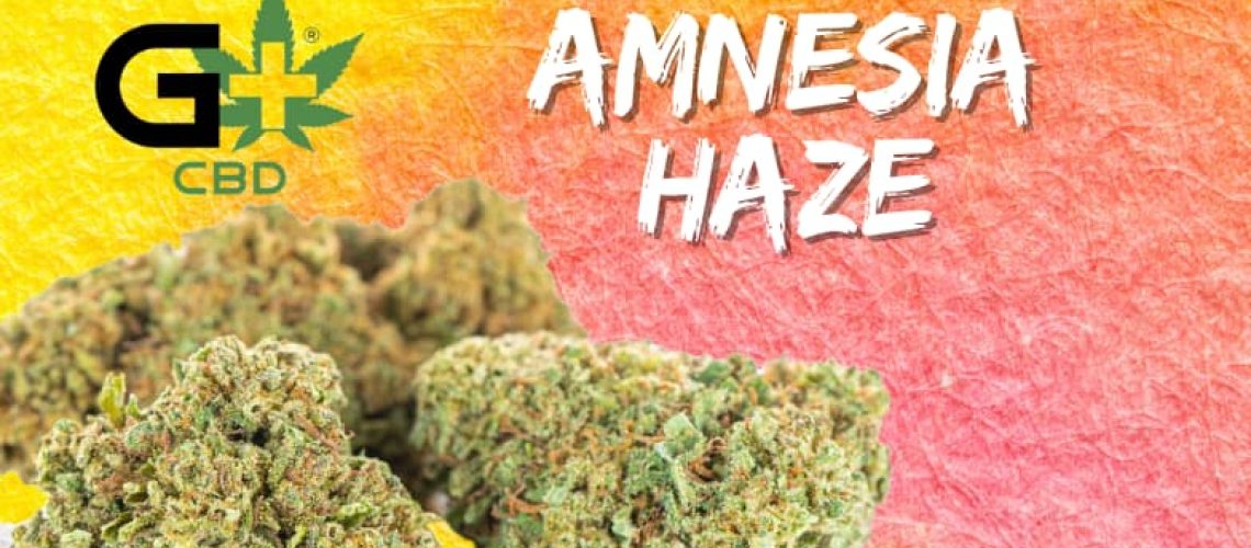 amnesia-haze